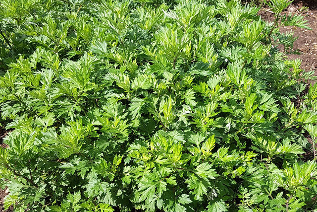 種植艾草對(duì)土壤有一定的要求，出苗后需要移植，日常管理要科學(xué)